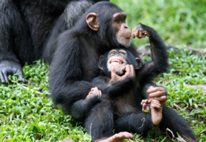 Naissance du premier singe transgénique