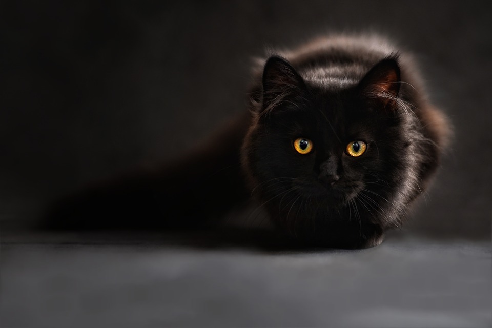 Un chat cloné en Chine