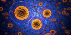 Japon : des cellules souches humaines génèrent des précurseurs d’ovocytes
