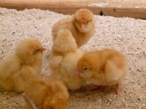 Des poussins génétiquement modifiés pour leur « bien-être »
