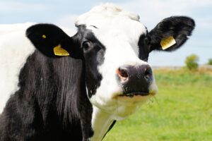 Du lait artificiel issu du génie génétique : la fin des vaches laitières ?