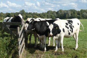 Des effets off-target révélés chez des taureaux génétiquement modifiés