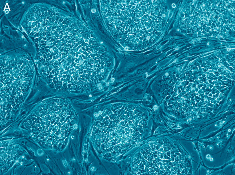 Des chercheurs créent des « mini-organes » in vitro