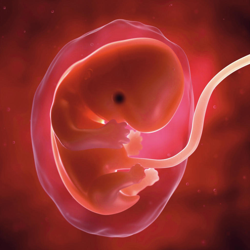 Les embryons « post-mortem » : questions éthiques et juridiques