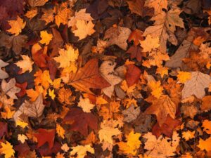 Canada : le nombre d’euthanasies ne cesse d'augmenter