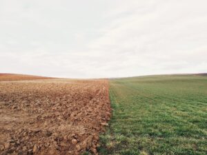 Organismes génétiquement édités : le Royaume-Uni va assouplir sa règlementation
