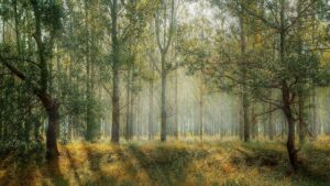 Etats-Unis : des forêts génétiquement modifiées