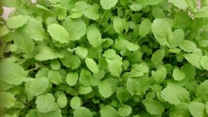 Des salades CRISPR en vente aux Etats-Unis
