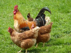 La production de poules génétiquement modifiées autorisée par la FDA