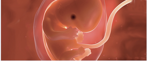 L'IRM fonctionnelle permet de cartographier la connectivité cérébrale chez le foetus
