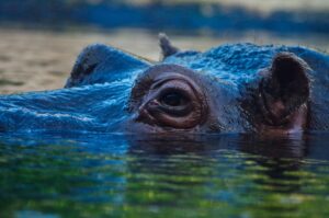 Ohio : une personnalité juridique pour des hippopotames