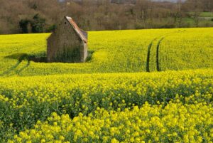 OGM : les tests de Bruxelles sont-ils fiables ?