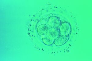 Les évêques suisses réitèrent leur opposition au DPI