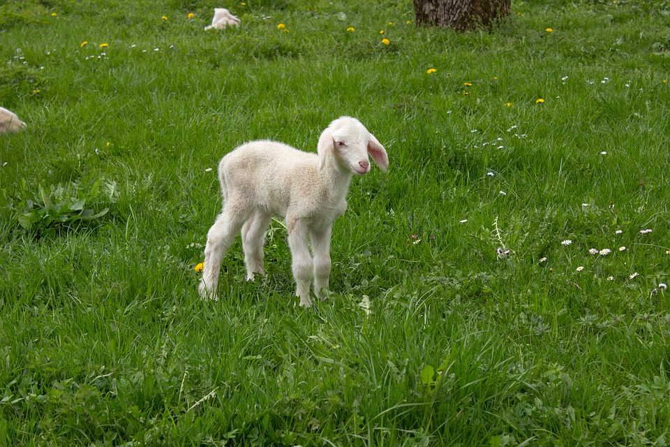 Etats-Unis : Création d’embryons chimères homme-mouton