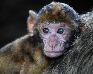 Neuralink : plainte et enquête pour maltraitance animale