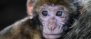 Des embryons chimères singe-homme créés en Chine