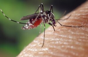 Moustiques OGM : une nouvelle stratégie contre le paludisme