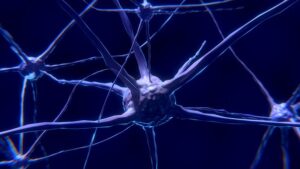 « On a montré qu’il était possible de remettre en marche des circuits neuronaux. C’est fort »