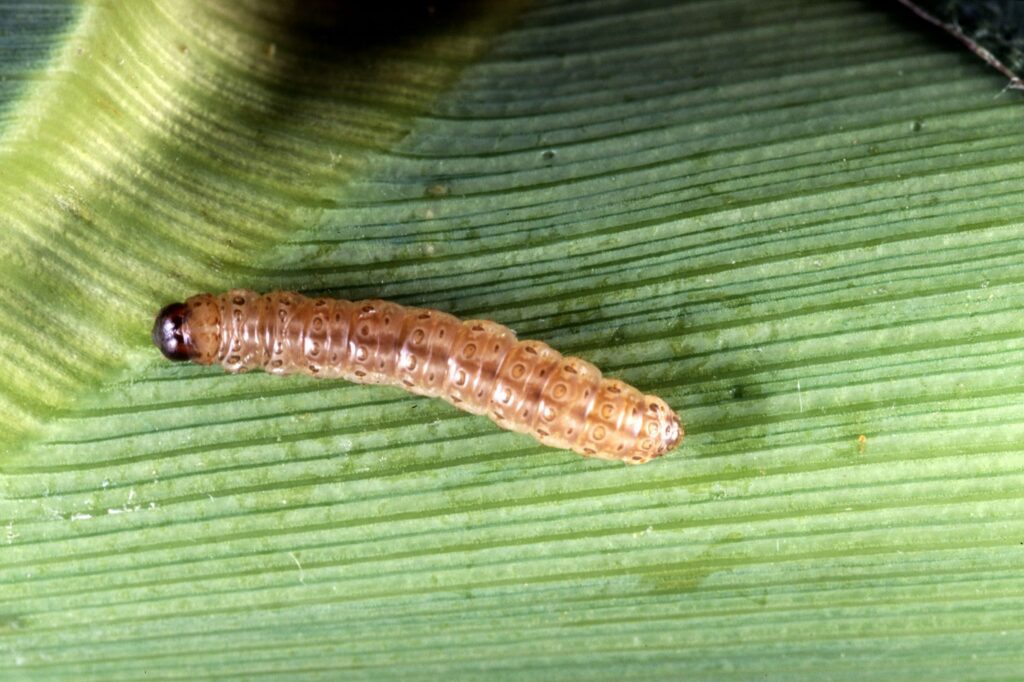 OGM : comment limiter l'apparition d'insectes résistants ?