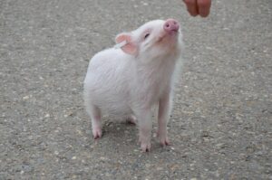 Deux reins de porc greffés à un homme en état de mort cérébrale