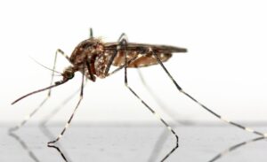 Californie : 20 000 moustiques OGM prêts à être lâchés pour lutter contre les virus