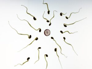Des ovocytes humains cultivés in vitro