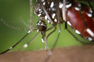 Antilles néerlandaises : 15 millions de moustiques génétiquement modifiés bientôt libérés