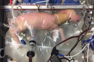 Des agneaux extrêmement prématurés maintenus en vie dans un « utérus artificiel »