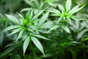 Cannabis : des effets durables et transmissibles à la descendance