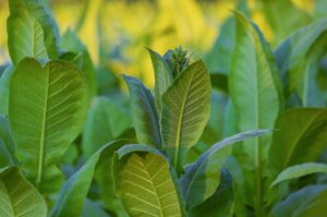 Des plantes génétiquement modifiées pour produire de la cocaïne