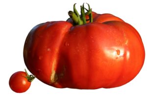 De la consommation des produits OGM