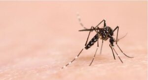 Thaïlande : Autorisation de l’avortement en cas de microcéphalie liée à Zika