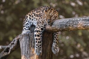 Les excès des partisans du « bien-être animal »