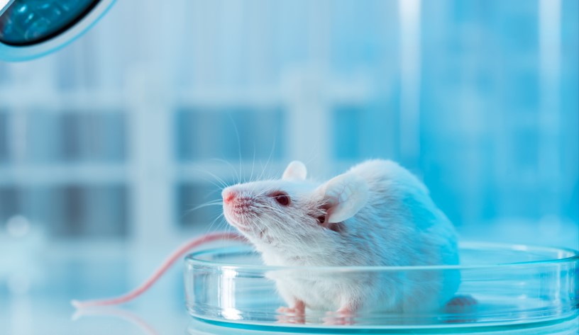 Des souris chimériques produisent des spermatozoïdes de rat