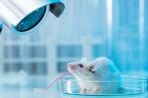 CRISPR : des souris mâles transformées en femelles