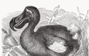 Après le mammouth laineux et le loup préhistorique, Colossal s’attaque au dodo