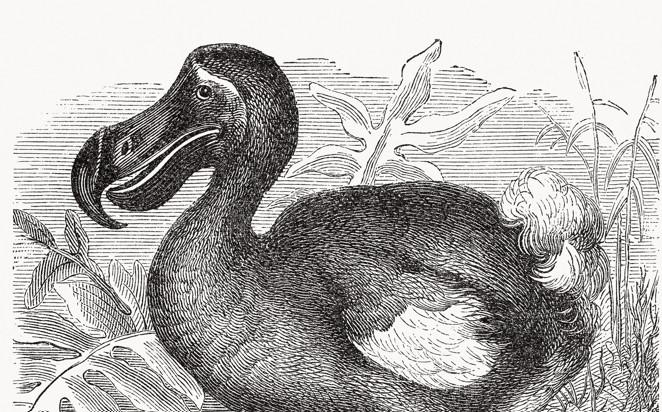 Après le mammouth laineux et le loup préhistorique, Colossal s’attaque au dodo
