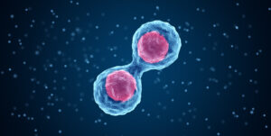 Gamétogenèse in vitro : des cellules iPS amorcent une méiose hors du corps