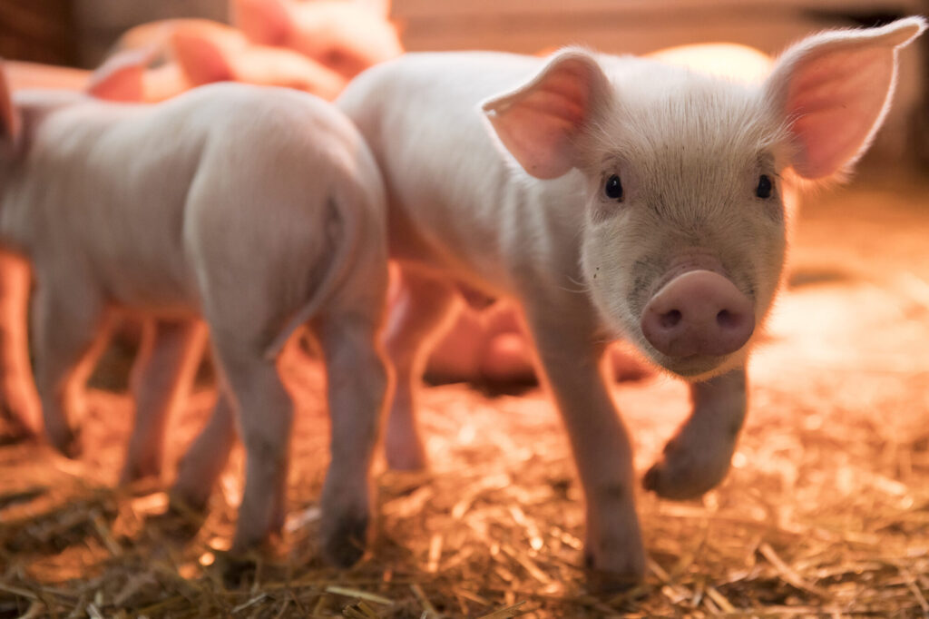 Xénotransplantation : nouveau feu vert de la FDA pour un essai sur le cœur