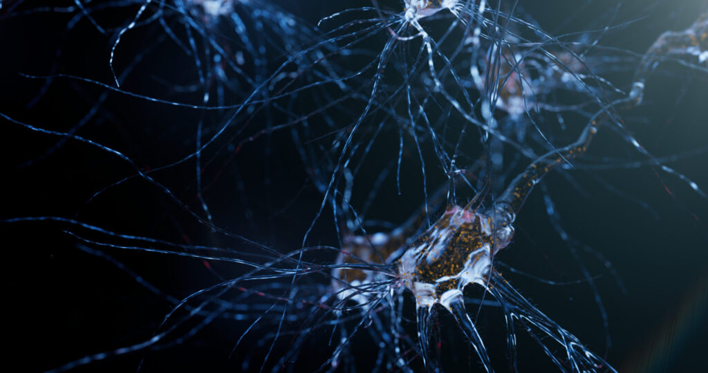 Un « modèle de circuit neuronal » pour mieux comprendre les troubles du neuro-développement