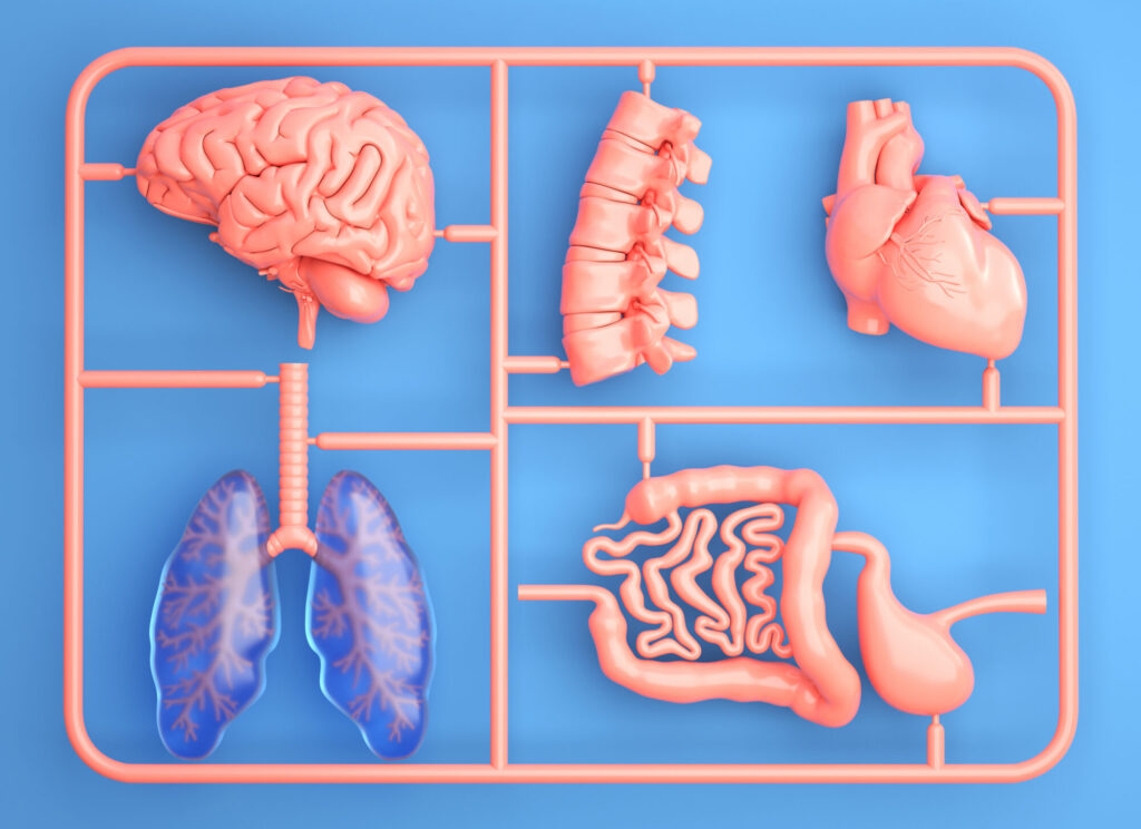 Un échantillon de sang, un embryoïde et des « pièces de rechange » à disposition