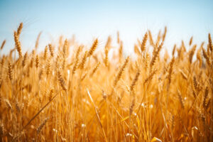 Un blé CRISPR moins cancérigène. Mais sans danger ?