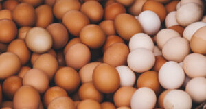 Des poules génétiquement modifiées pour produire des protéines médicales