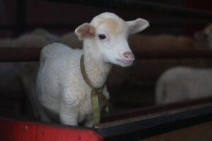 Clonage : 30 ans après la naissance de Dolly, où en sommes-nous ?