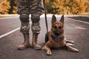 Des chiens génétiquement modifiés, clonés et équipés d’IA bientôt dans l’armée américaine ?