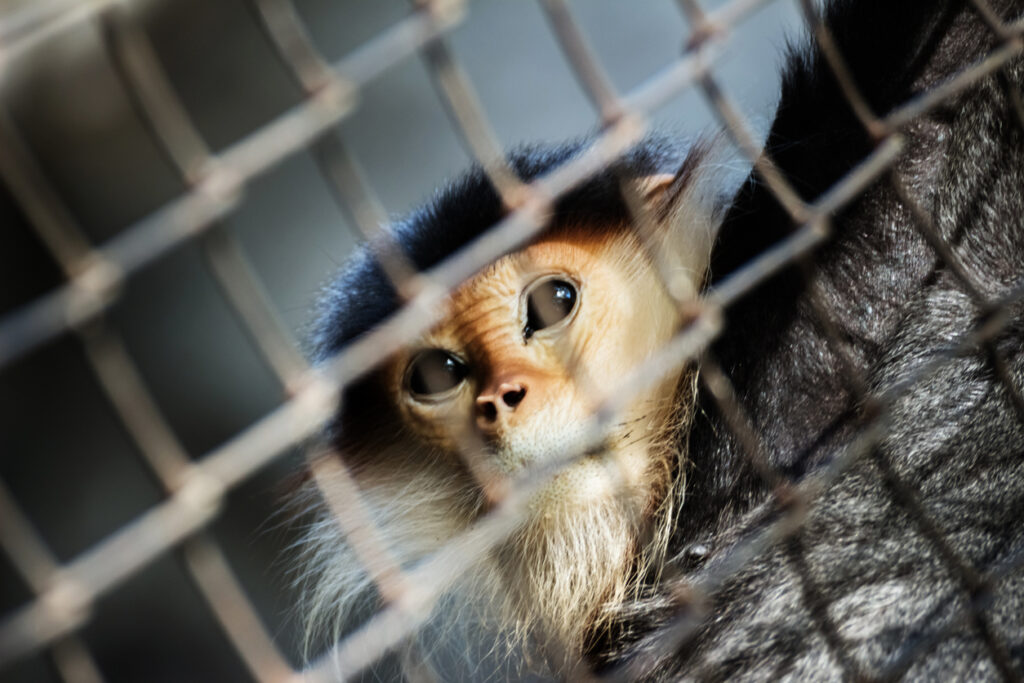 Du tissu hypophysaire humain obtenu à partir de CSEh étudié chez la souris, et le singe